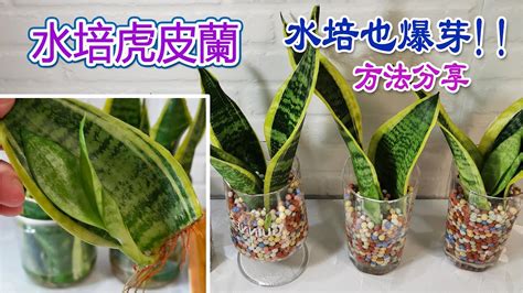 馬蹄蘭水種|【馬蹄蘭種植方法】馬蹄蘭種植指南：打造夢幻白花點亮居家空間。